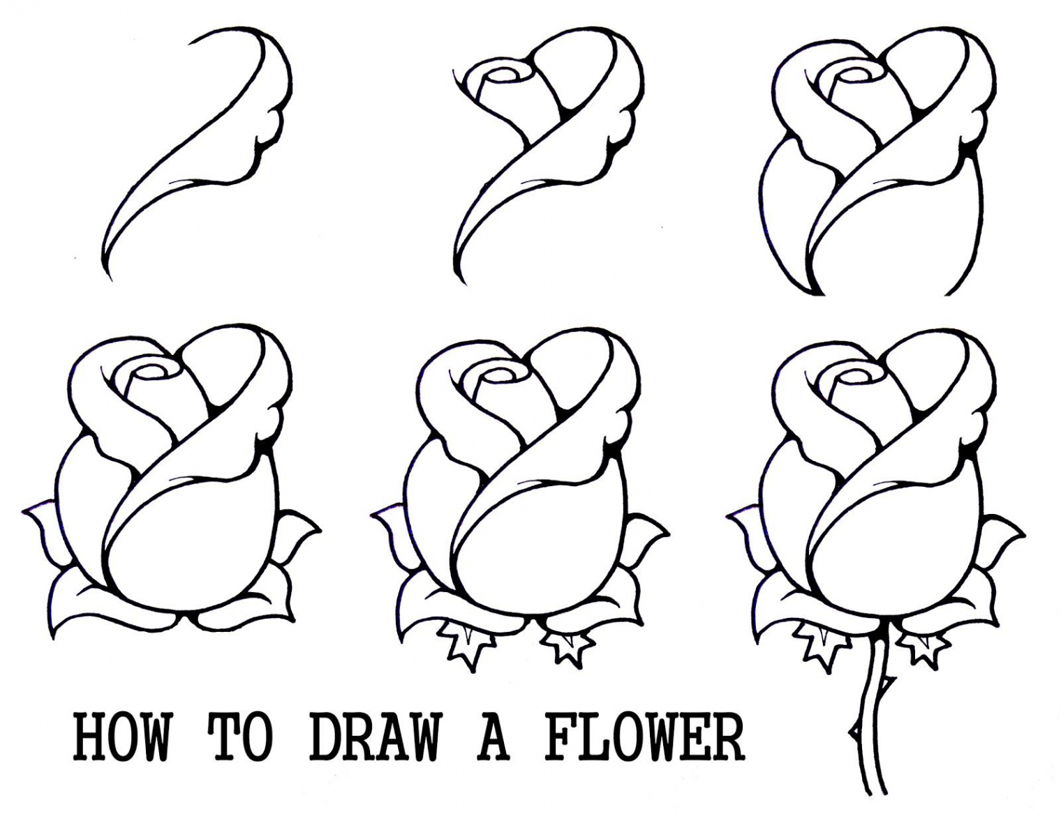 Beautiful flower drawings, Flower drawing, Drawings