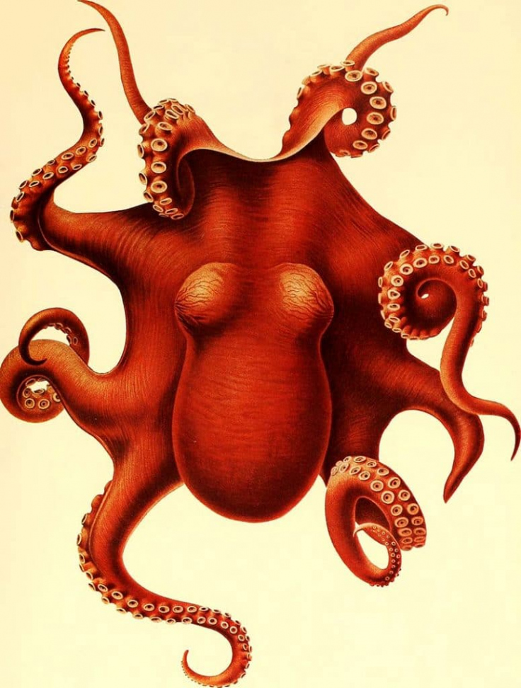 Awesome Copyright Free Vintage Octopus Illustrations & Art