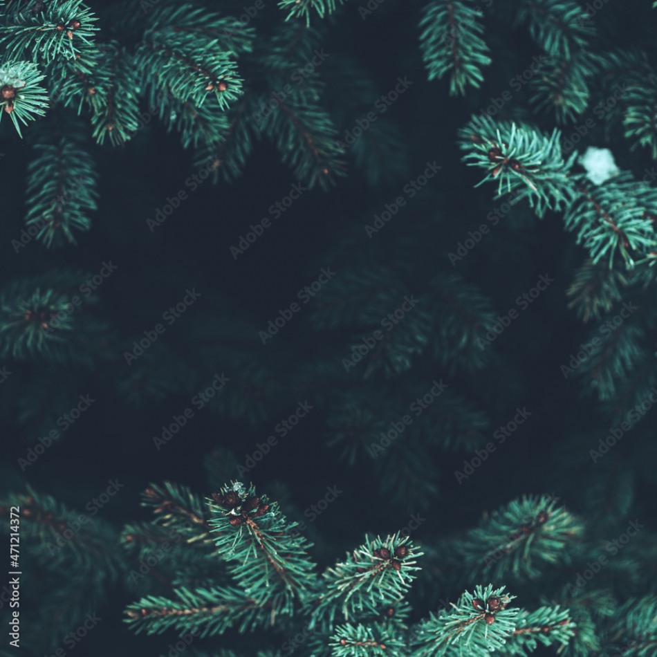 Beautiful Christmas Background with green pine tree brunch close