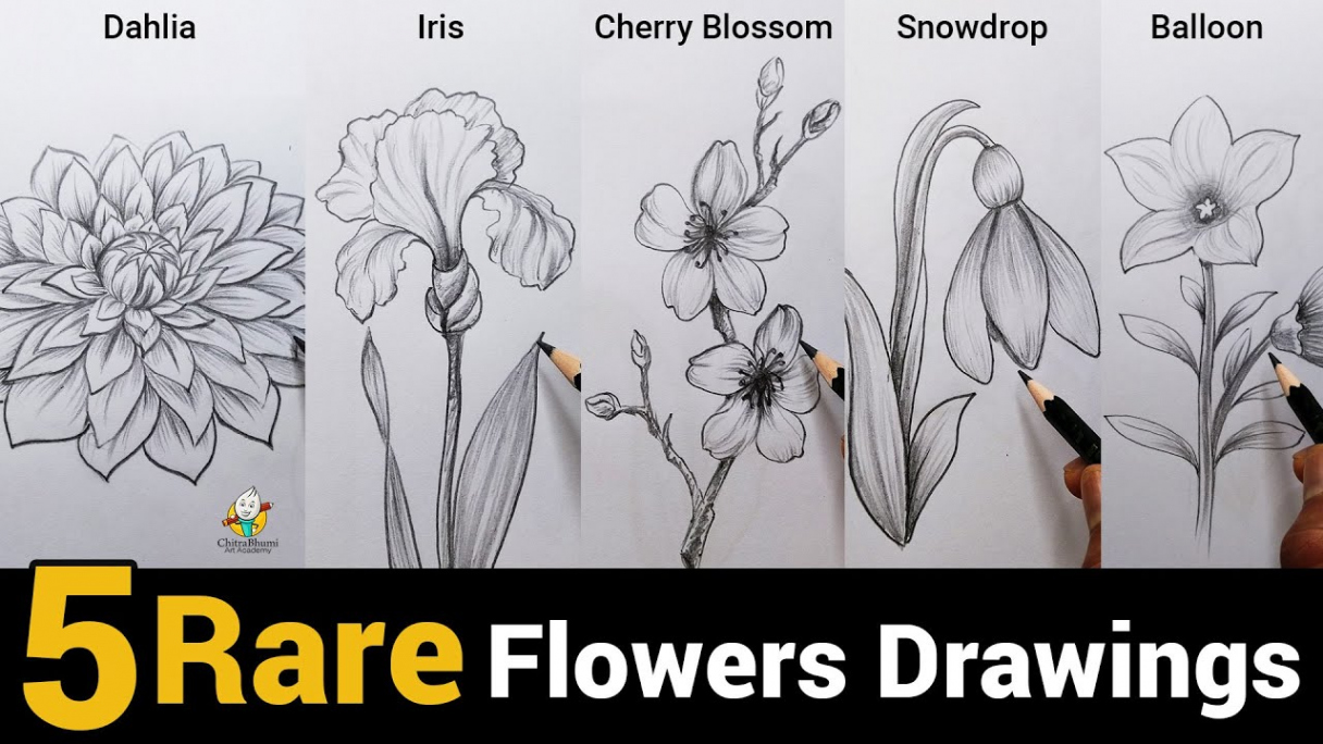 Beautiful Flowers Drawing  Cherry Blossom, Dahlia, Iris, Snowdrop,  Balloon  Pencil Drawing