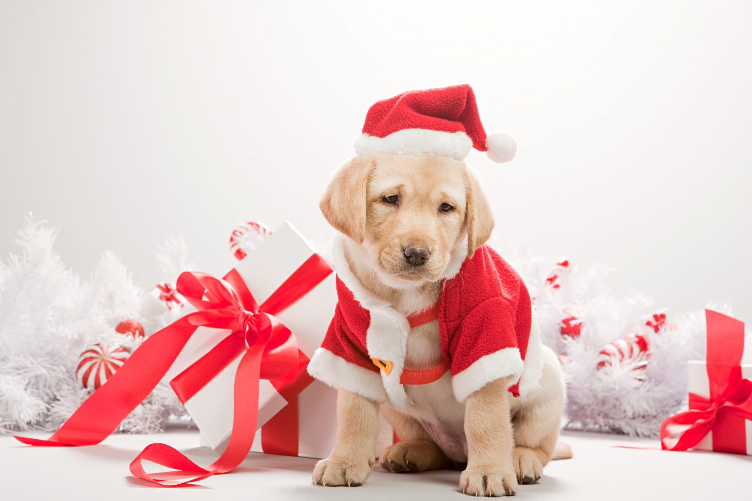 Best Dog Christmas Outfits   The Sun UK  The Sun