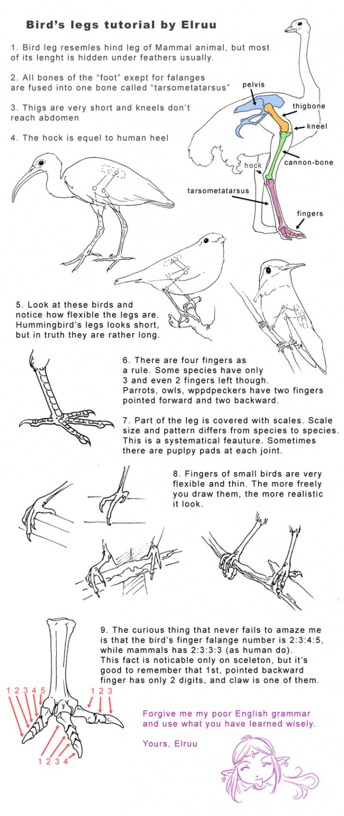 Bird legs tutorial by Elruu on DeviantArt  Animal drawings