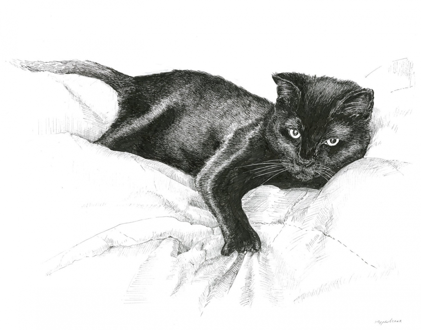 Black cat drawing, cat art print, pen and ink sketch, cat sketch