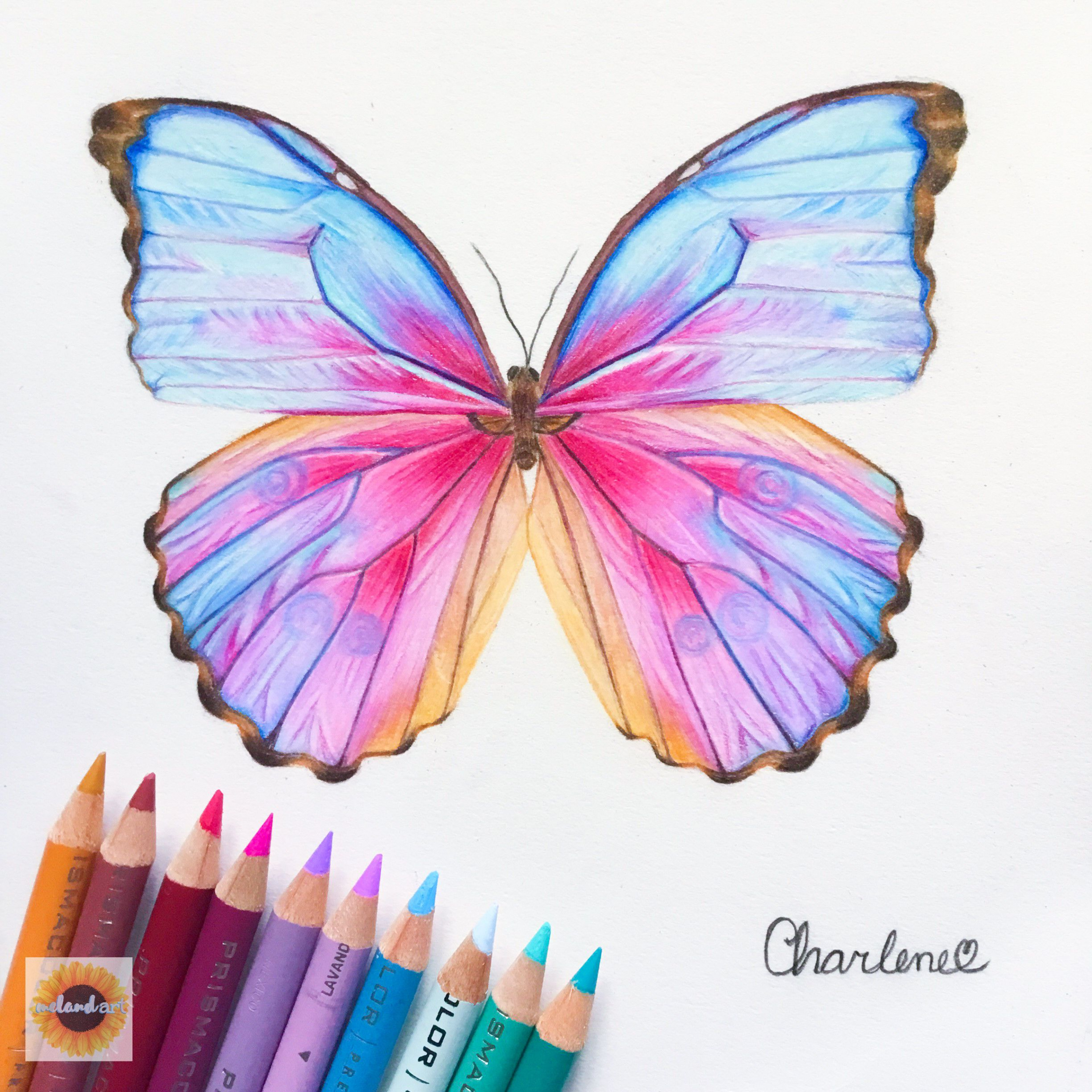 Butterfly drawing  Butterfly drawing, Colorful drawings, Art