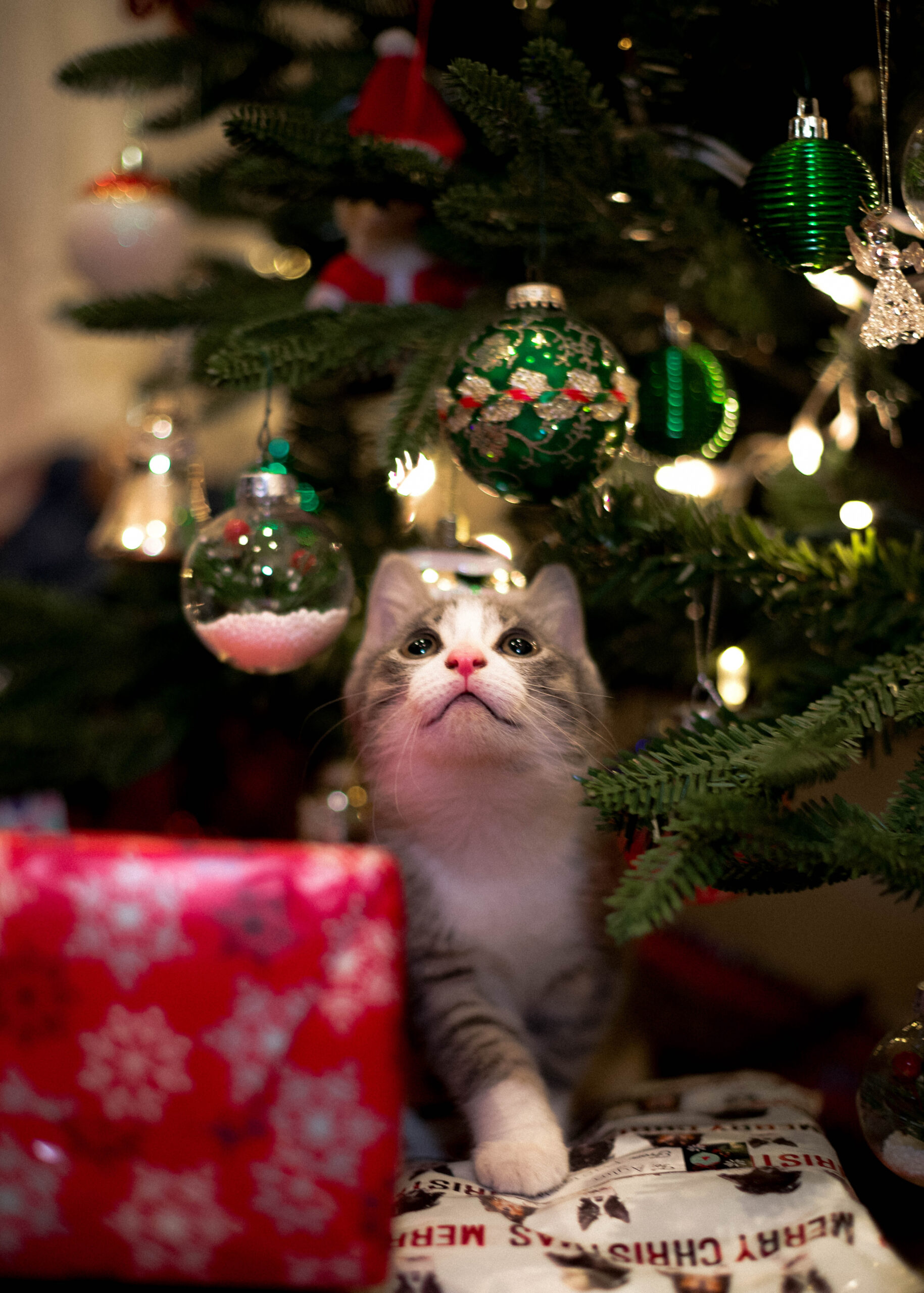 Christmas Cat Pictures  Download Free Images on Unsplash