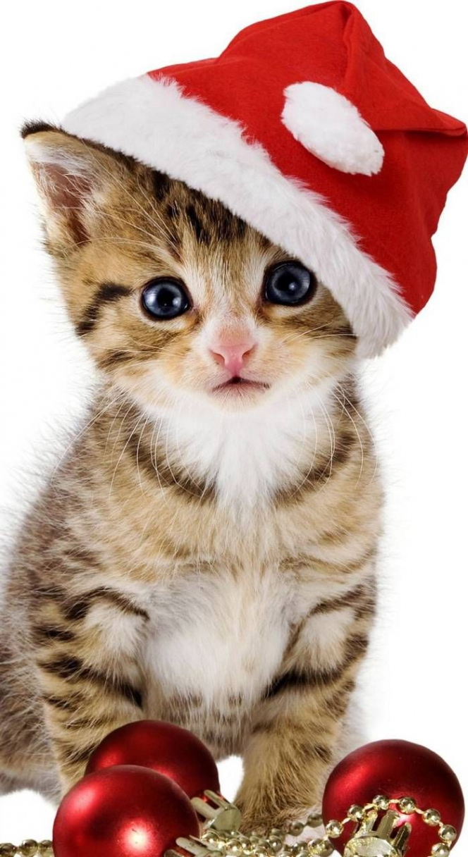 Christmas Cat wallpaper by zakum - Download on ZEDGE™  bb