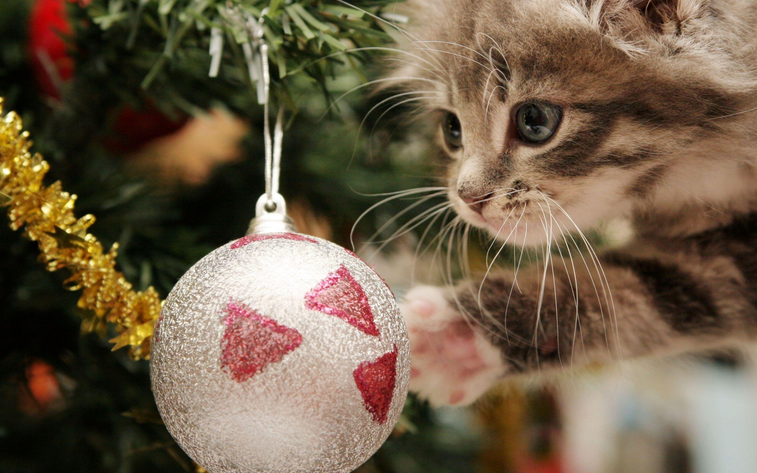 Christmas Cat Wallpapers - Wallpaper Cave