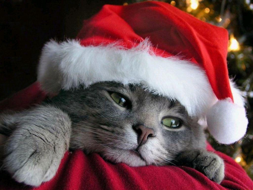 Christmas Cats Wallpapers - Wallpaper Cave