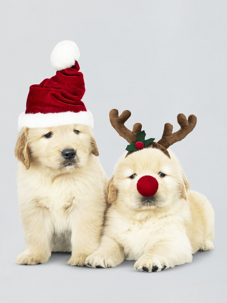 Christmas Dog Images  Free Photos, PNG Stickers, Wallpapers