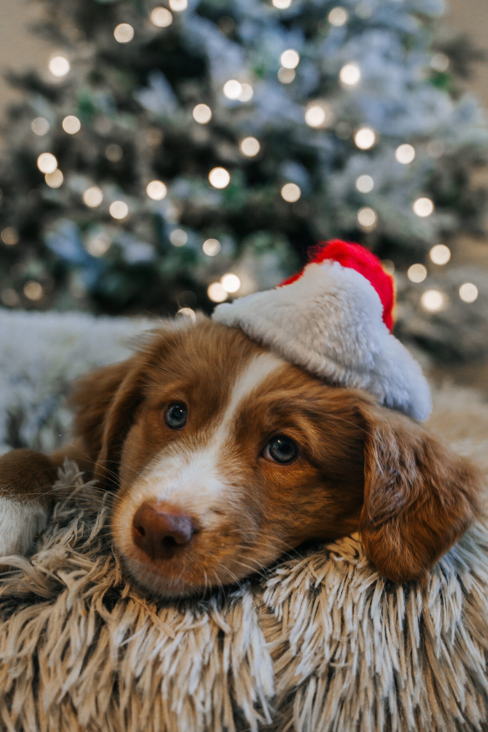 ,+ Christmas Dog Pictures  Download Free Images on Unsplash