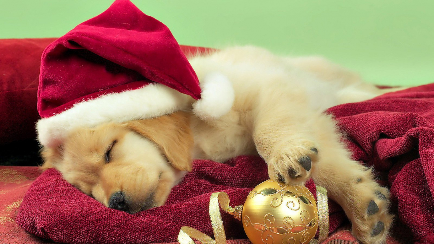 Christmas Dog Wallpaper  Christmas Dog Wallpaper - Download  Flickr