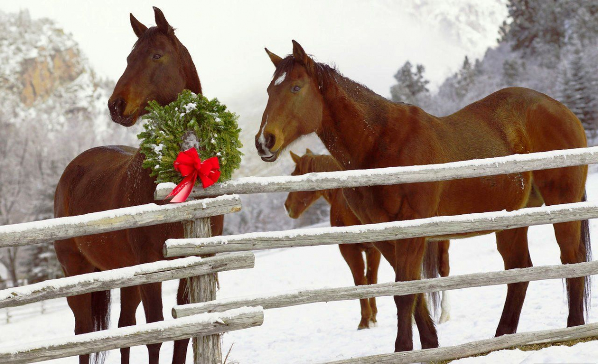 Christmas Horses Wallpaper for Computer - WallpaperSafari  Horse