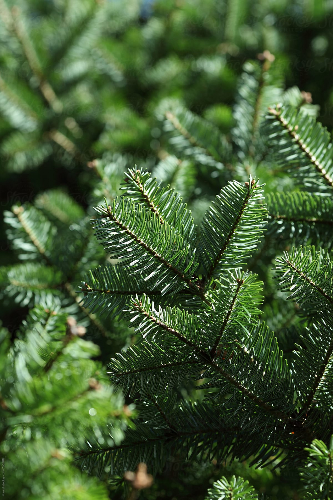 Christmas Tree Close Up" by Stocksy Contributor "Marcel" - Stocksy