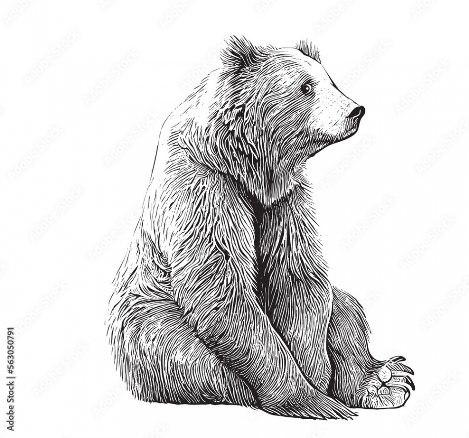 Cute bear animal sitting hand drawn engraving sketch Vector