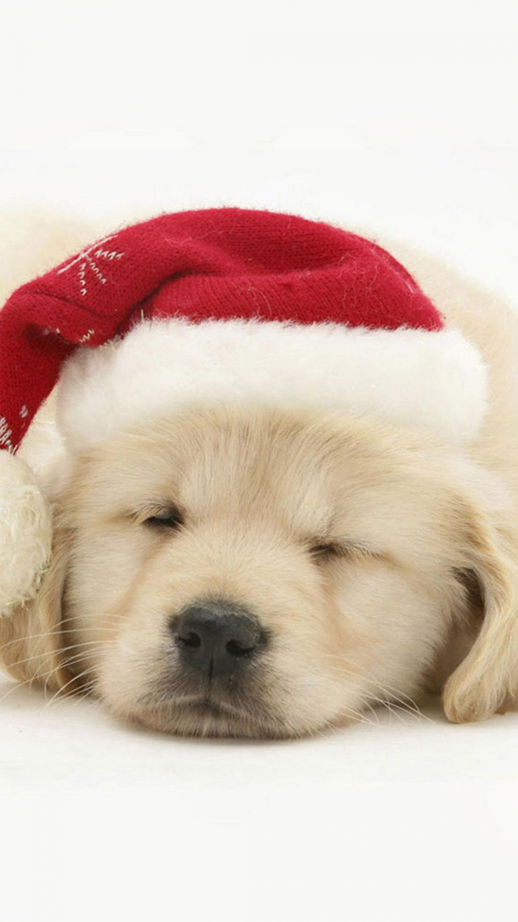 Cute Puppy In Christmas Hat iPhone  Wallpaper Download  iPhone