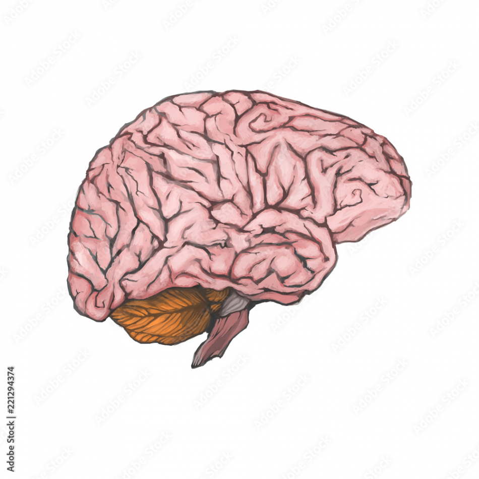 Digital painted brain isolated on a white background