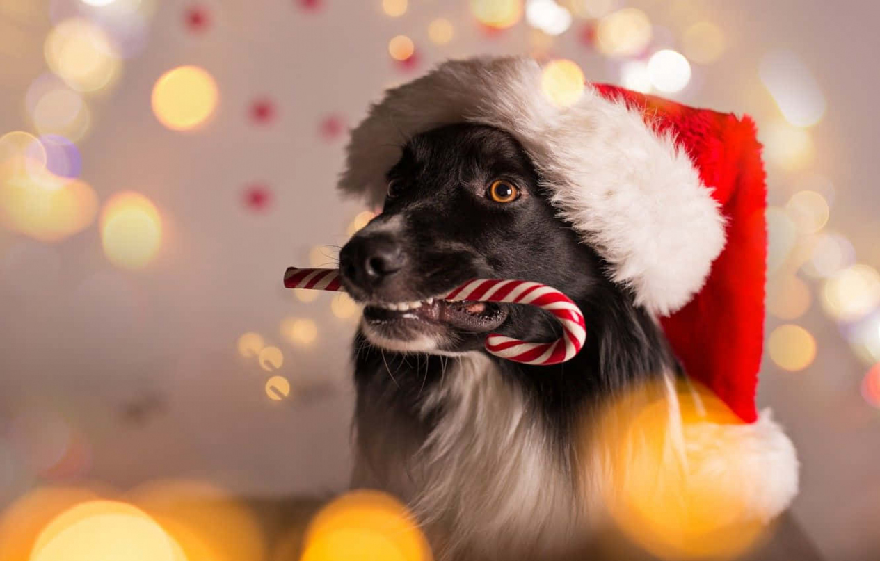 +] Dog Christmas Pictures  Wallpapers