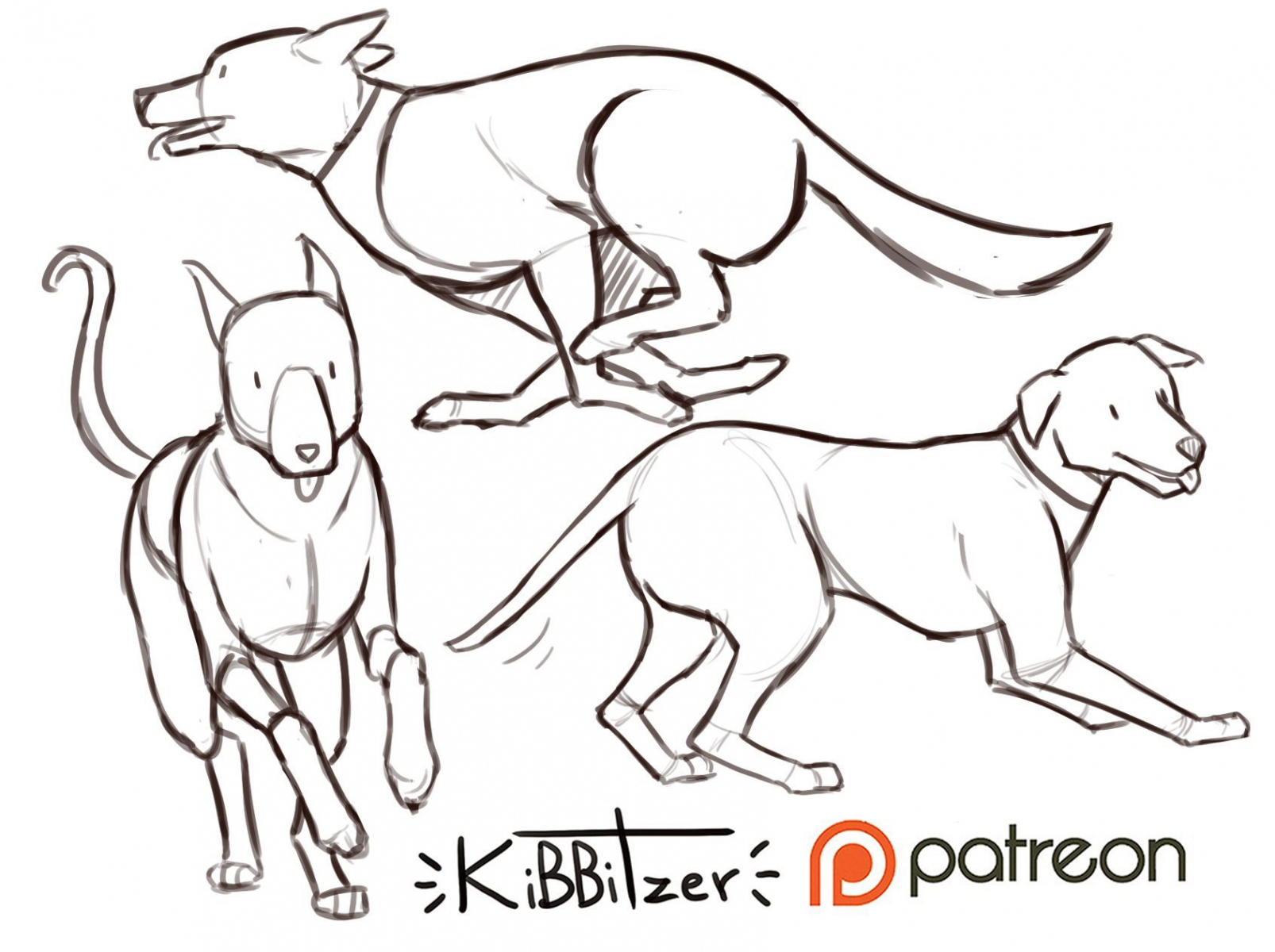 Dogs reference sheet -PREVIEW-  Kibbitzer  Dog anatomy, Dog