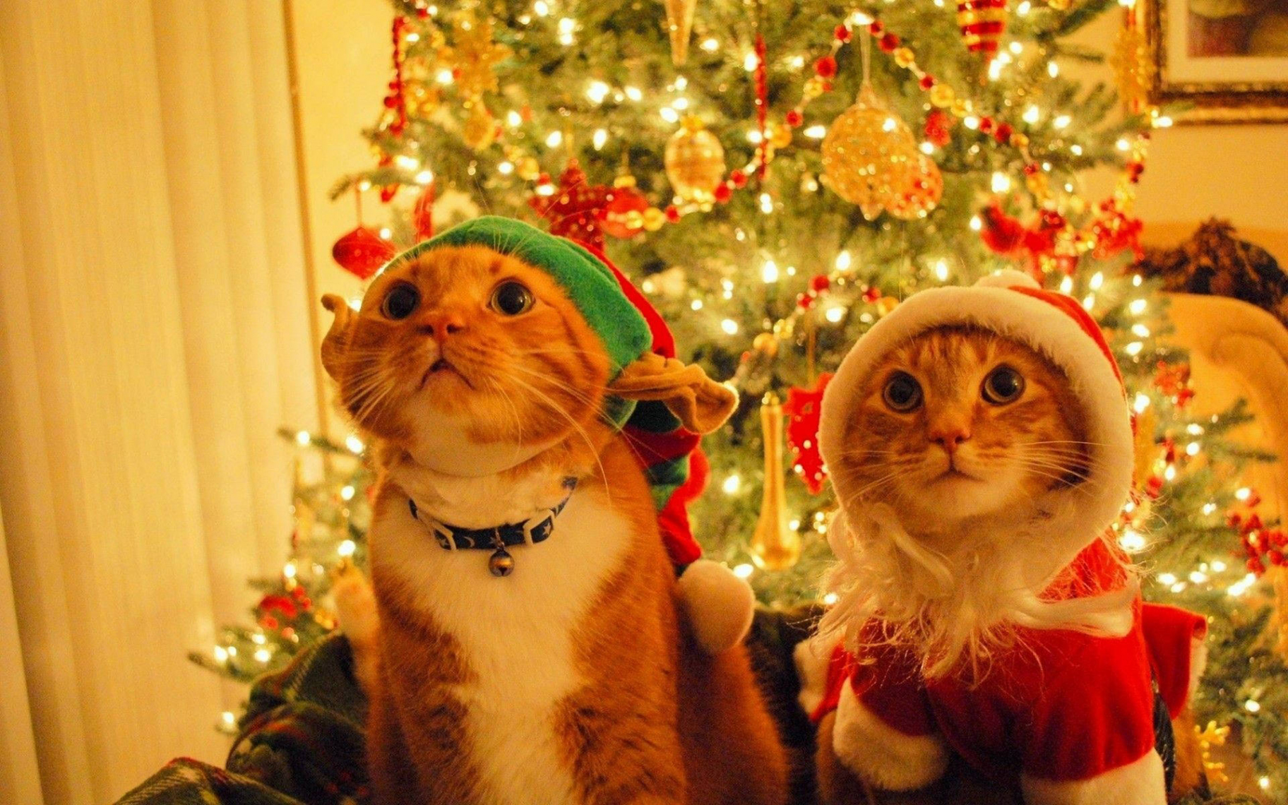 Download Cats Christmas Desktop Wallpaper  Wallpapers