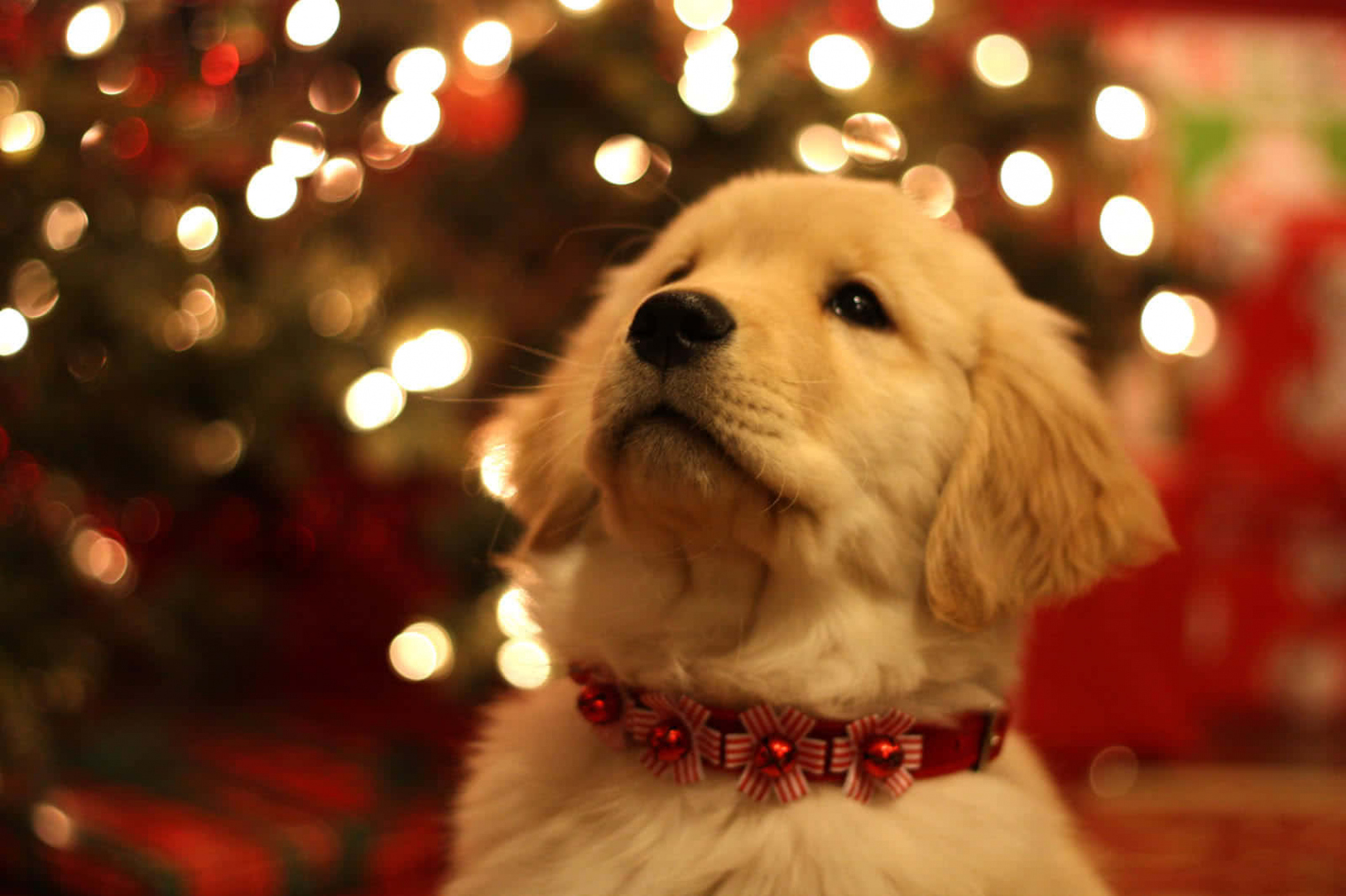 Download Christmas Dog In Festive Collar Wallpaper  Wallpapers