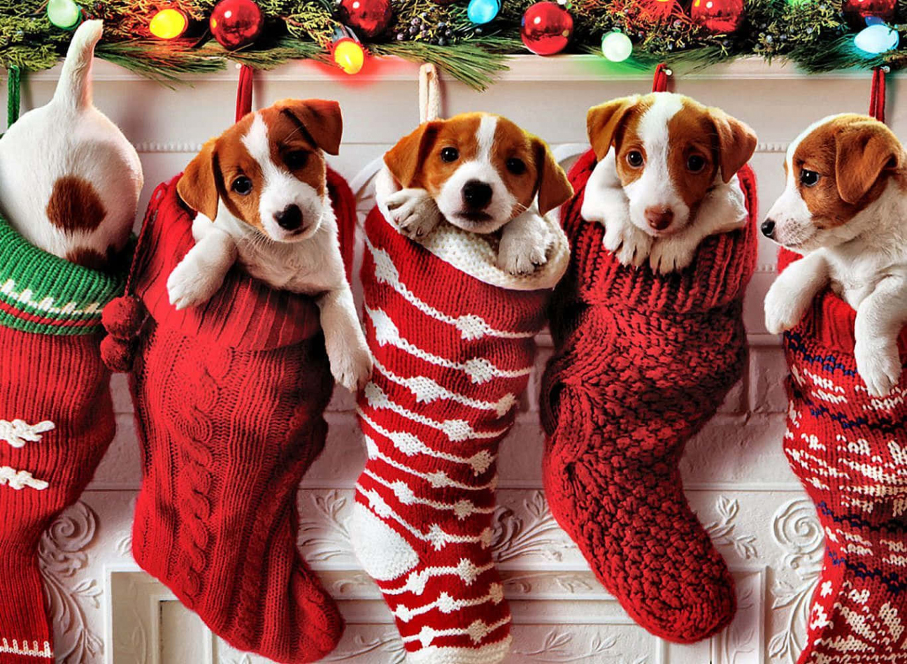 Download Christmas Dogs In Stockings Wallpaper  Wallpapers