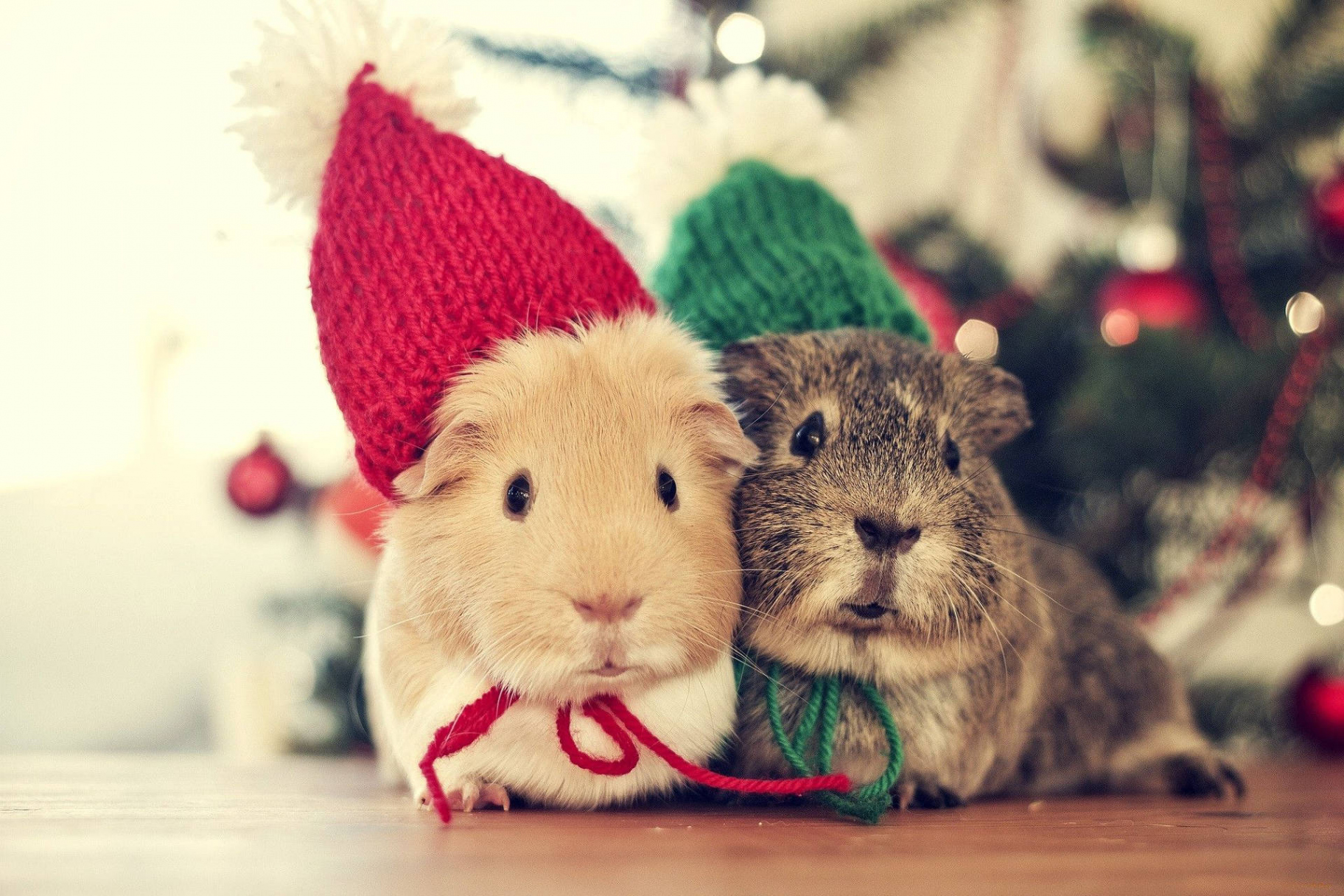 Download Christmas Guinea Pigs Animal Wallpaper  Wallpapers