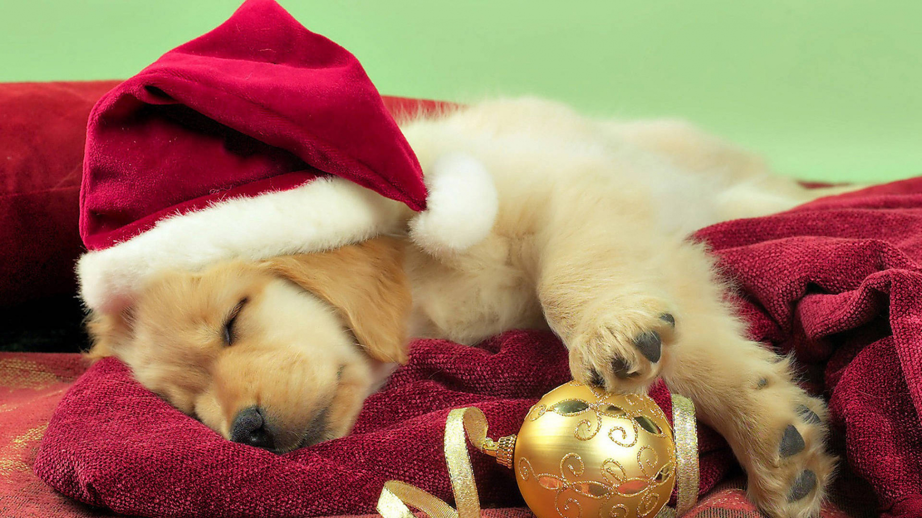 Download Golden Retriever Puppy Christmas Wallpaper  Wallpapers