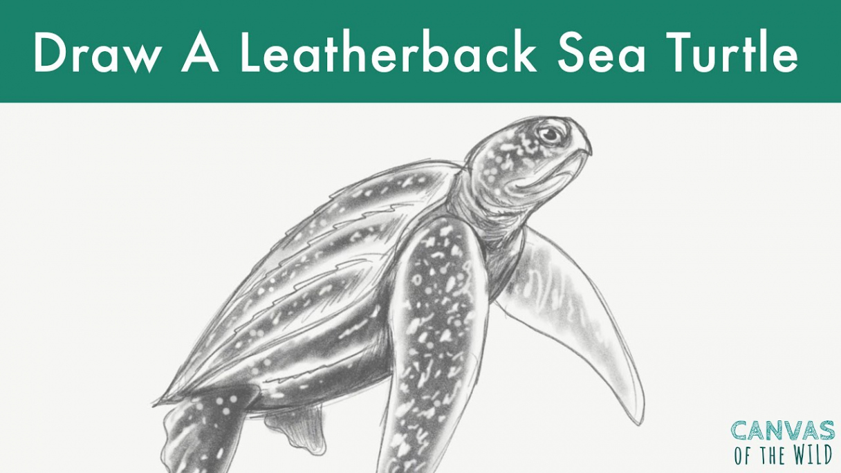 Draw a Leatherback Sea Turtle