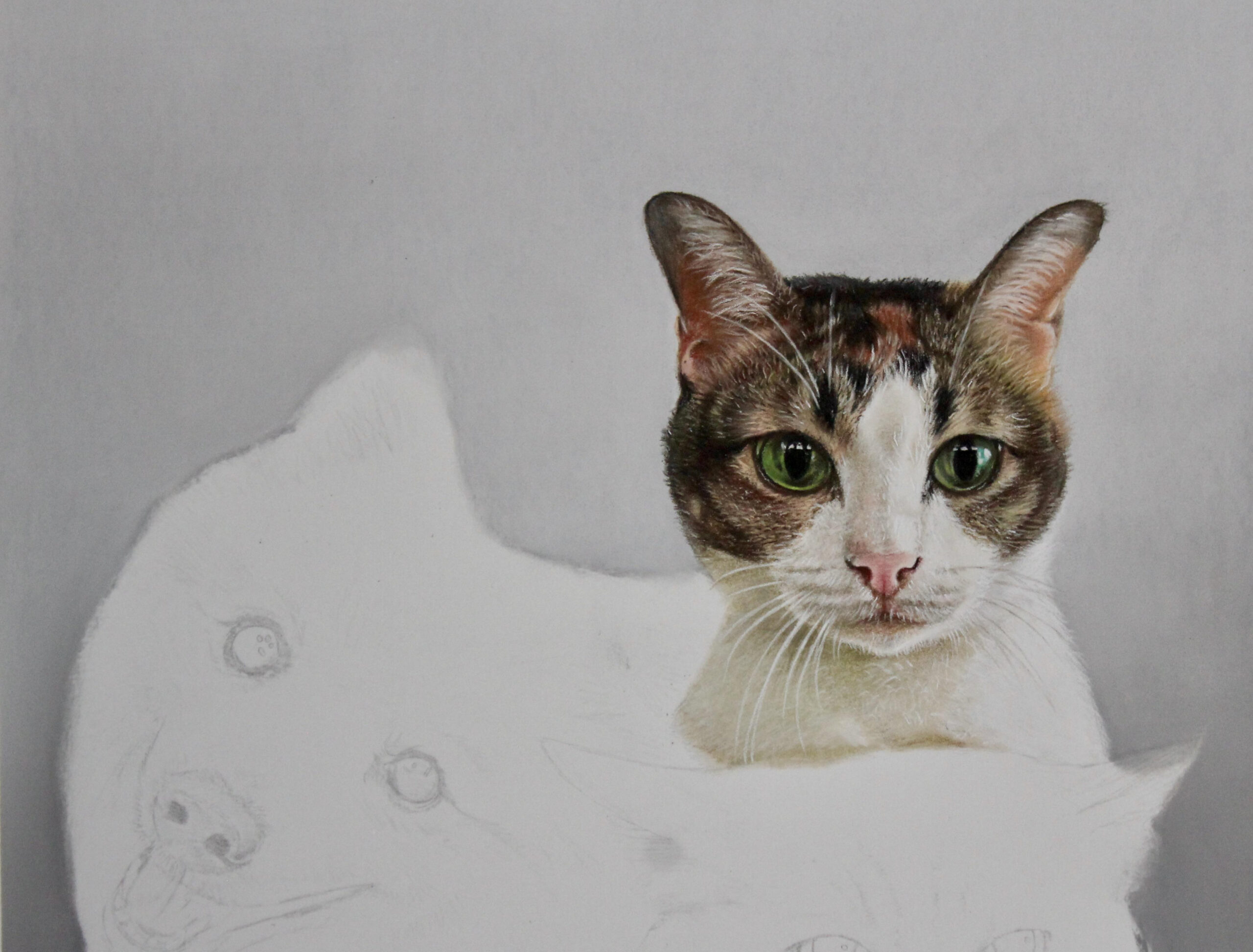 Drawing a portrait of  cats and dog together, soft pastels on