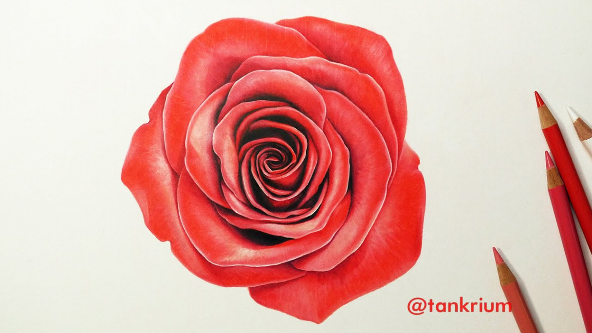 DRAWING A ROSE (How To Draw A Realistic Rose) Time Lapse Drawing by TANKRIUM