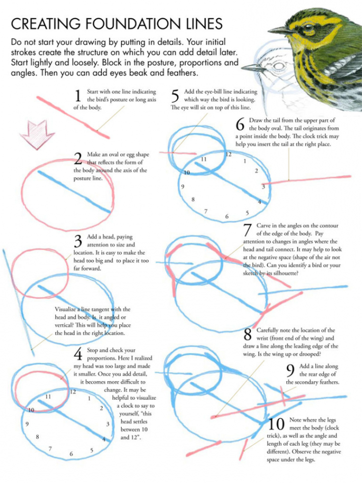 Drawing Birds Tutorial • John Muir Laws