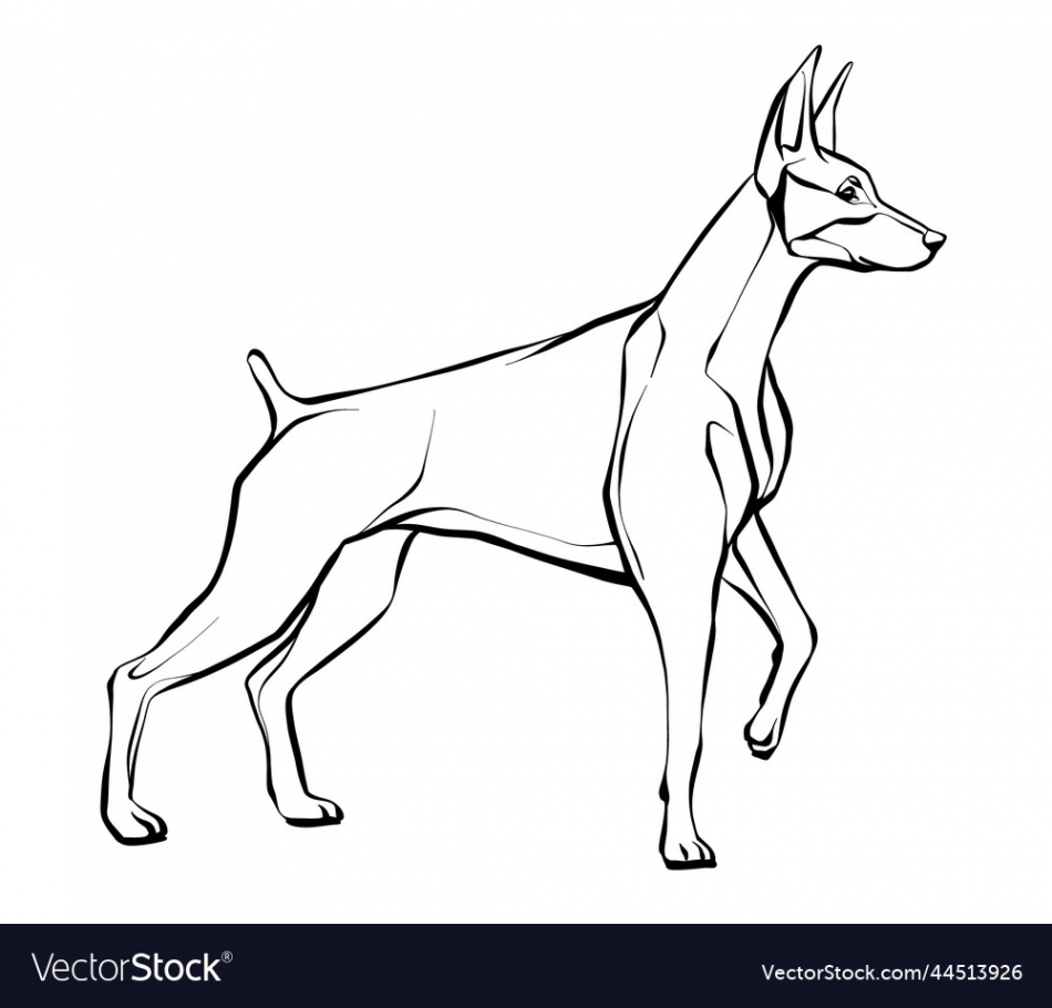 Drawing of a doberman dog standing Royalty Free Vector Image