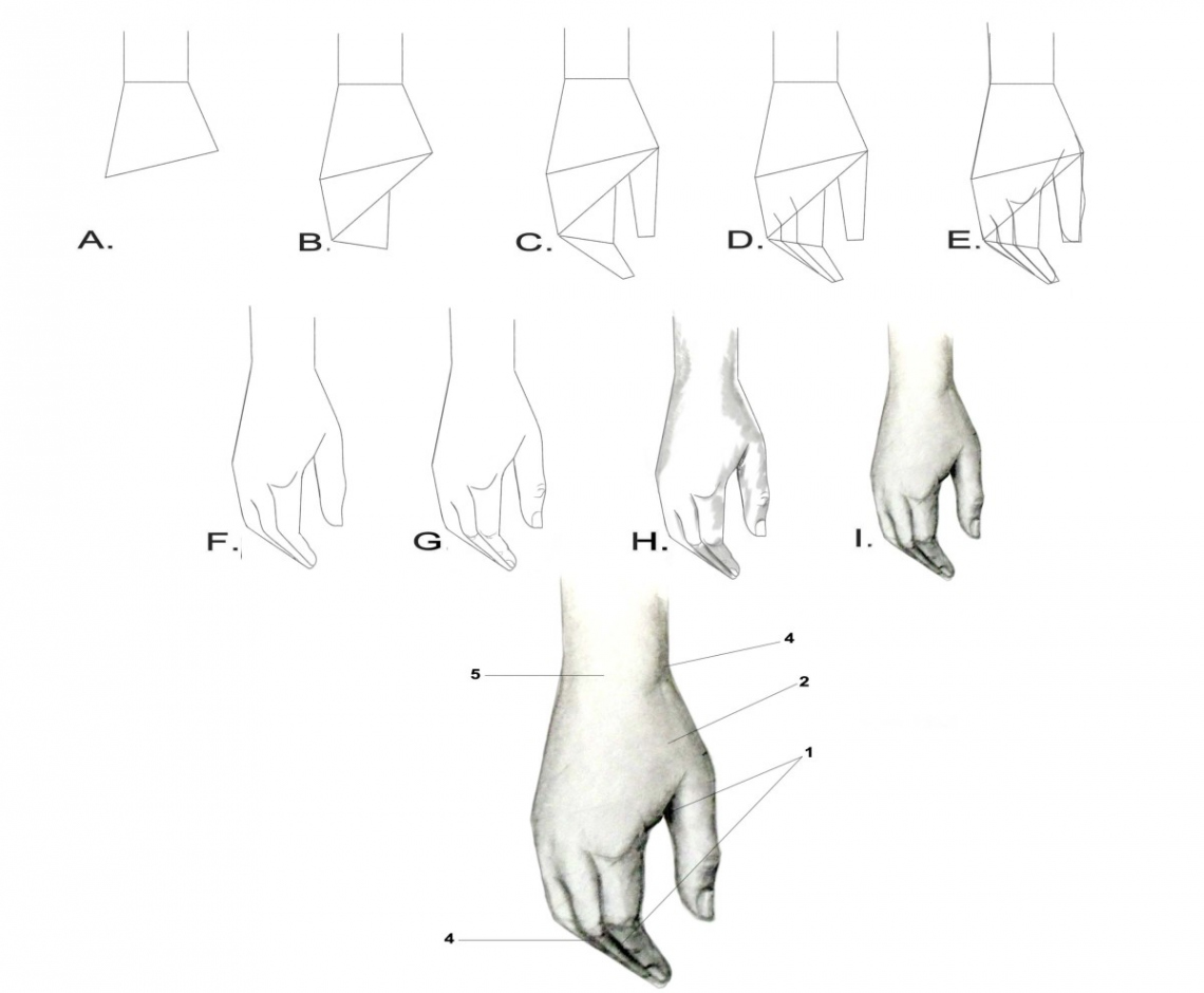 Drawing the Human Figure: The Hands - HubPages