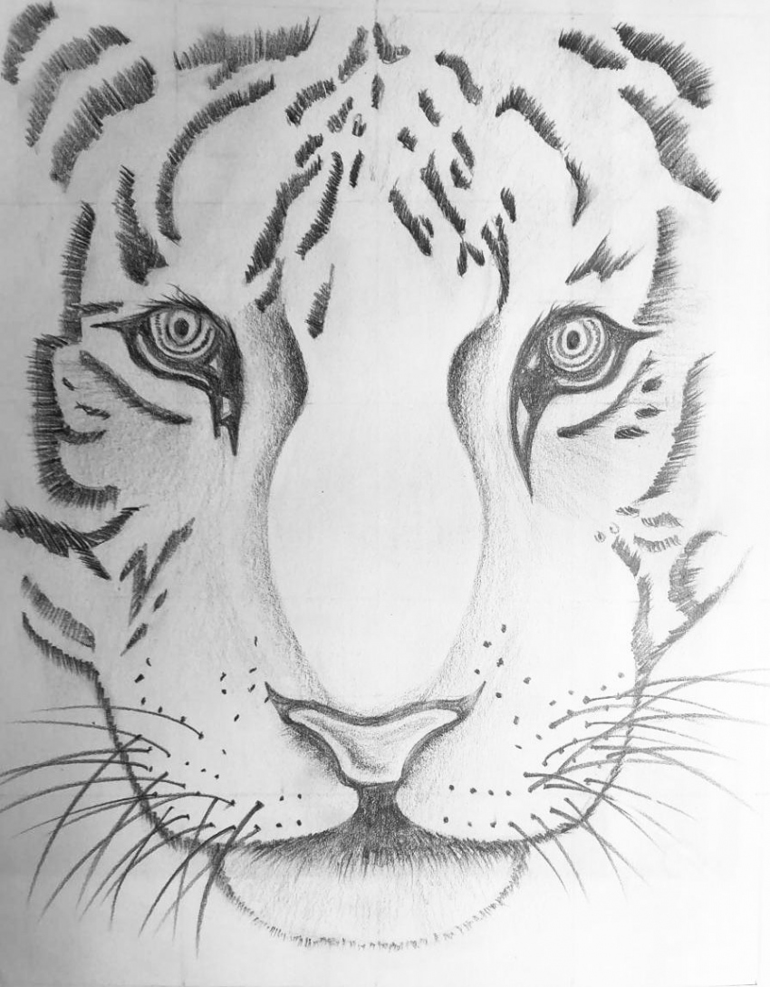 Easy pencil sketch  Animal sketches easy, Easy animal drawings