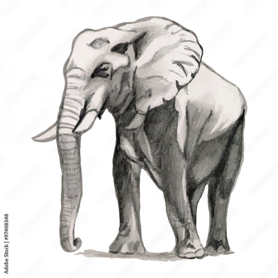 Elephant - drawing pencil, sketch Stock-Vektorgrafik  Adobe Stock