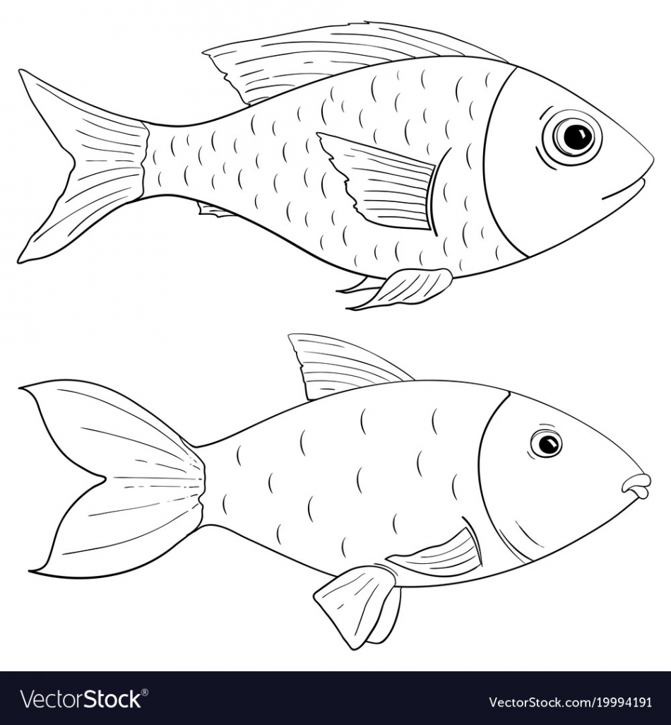 Fish outline drawing Royalty Free Vector Image