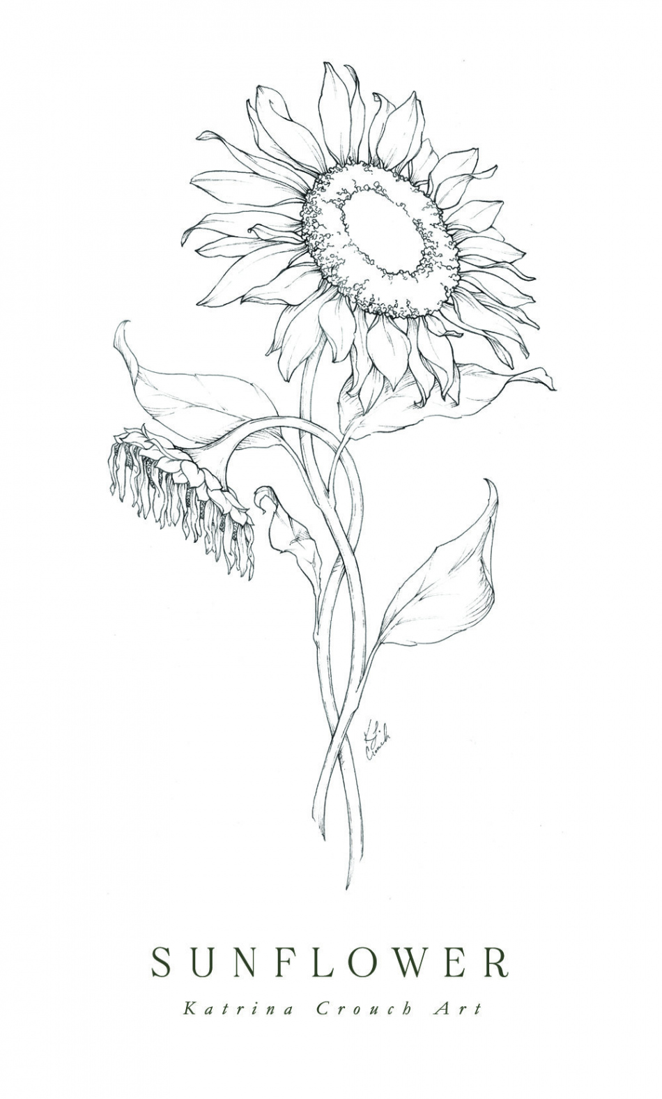 Flower Drawings  Inktober  Roundup — Katrina Crouch  Blushed