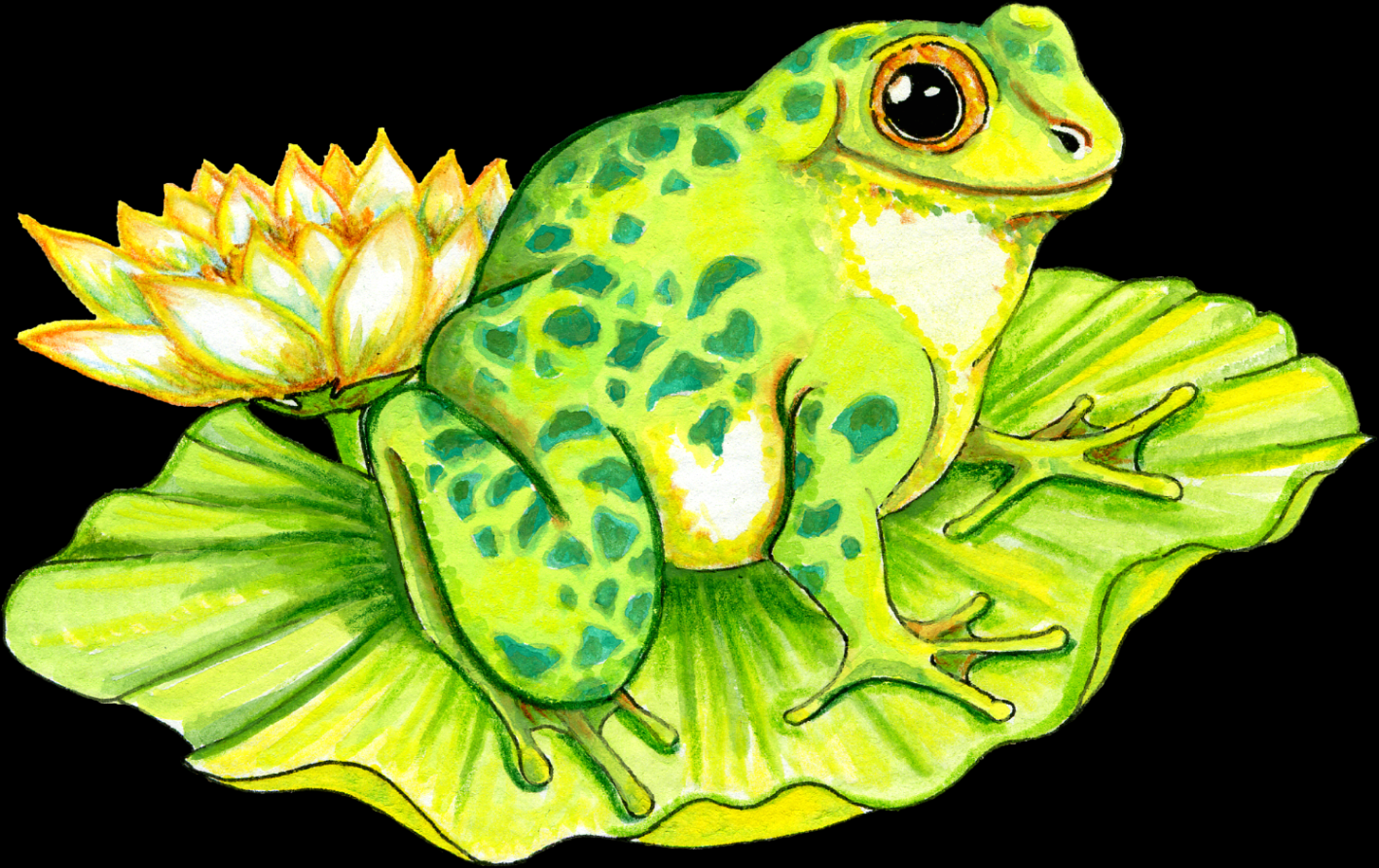 Free Frog on Lilly Pad Graphic - Transparent PNG files and Paint