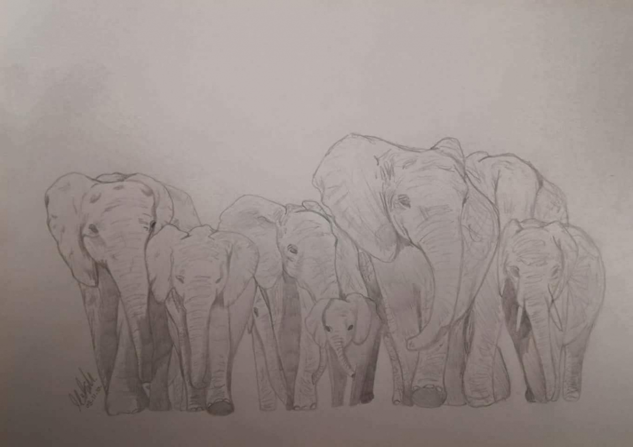 Group of Elephants Pencil Drawing  Herd of elephants, Pencil