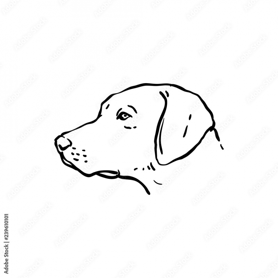 Hand Drawn Dog Illustration Side View Stock-Vektorgrafik  Adobe Stock