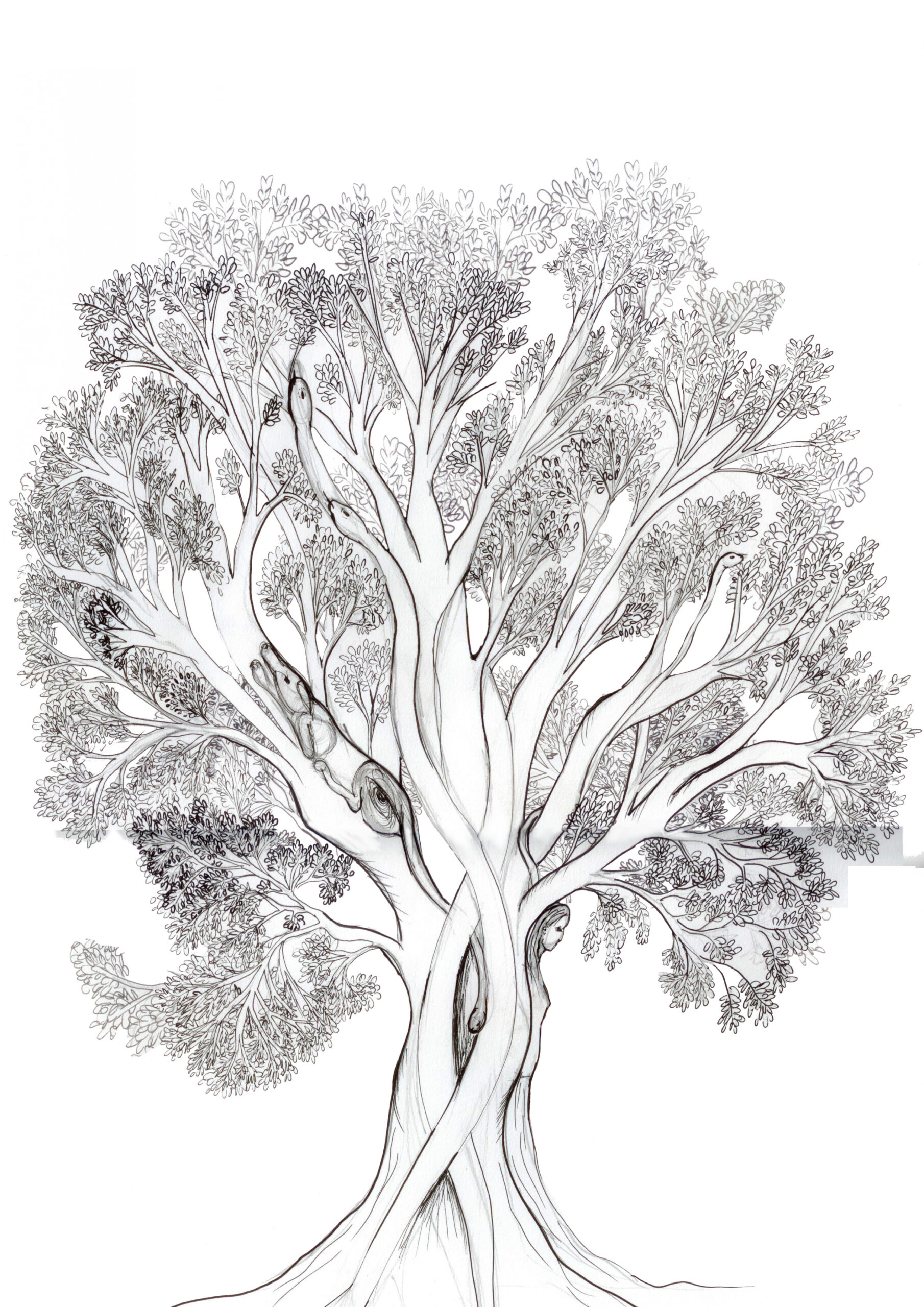 hand drawn TREE animation – artistic research in sacred plants