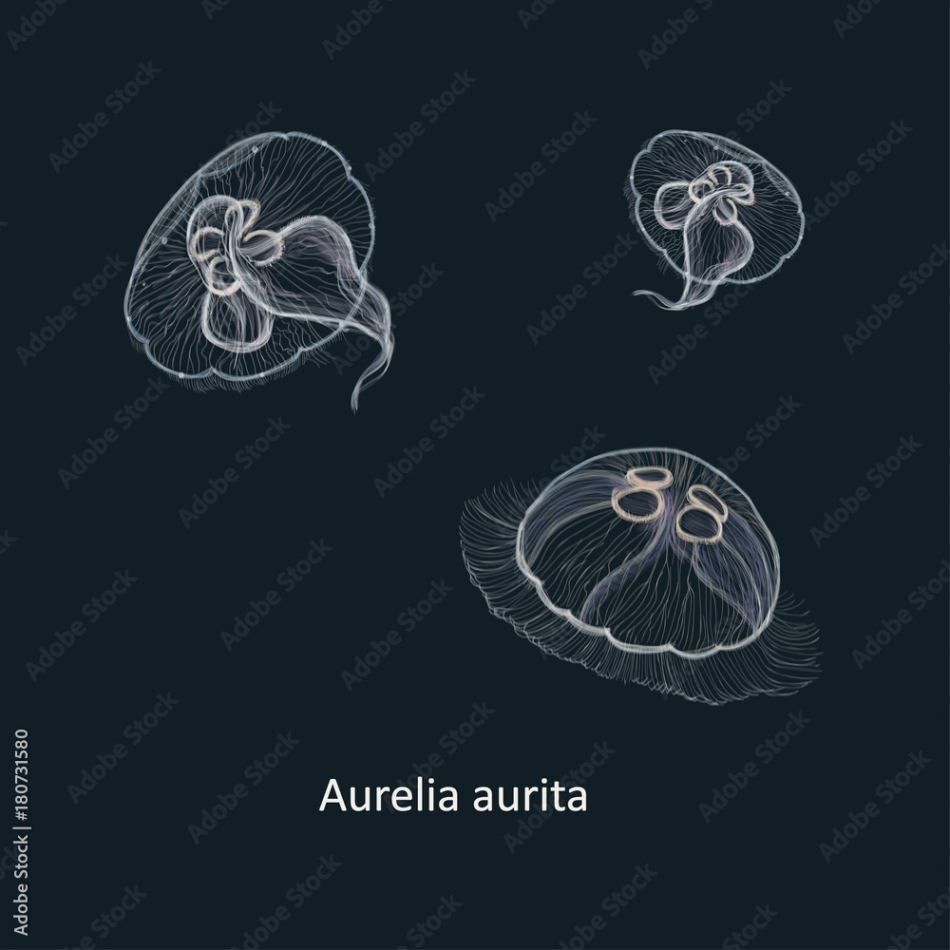 Hand drawn vector illustration of jellyfish Aurelia aurita, also