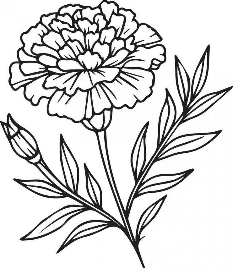 hand-painted marigold coloring pages, vector sketch, pencil art