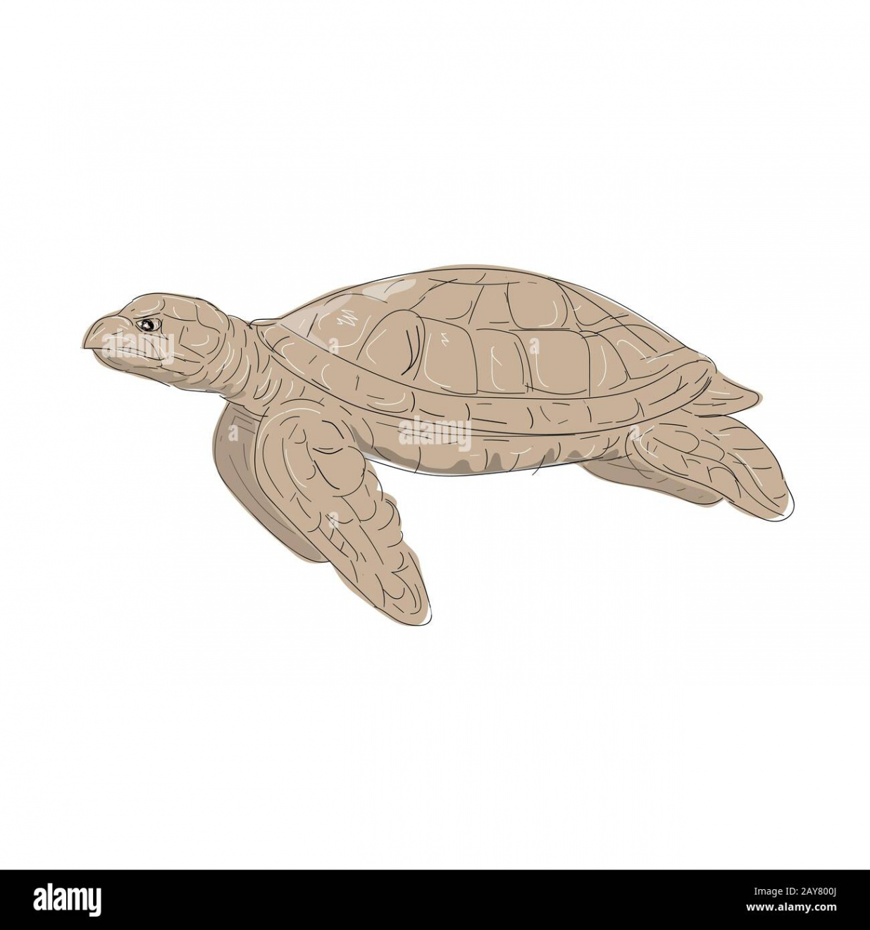 Hawksbill Sea Turtle Side Drawing Stock Photo - Alamy