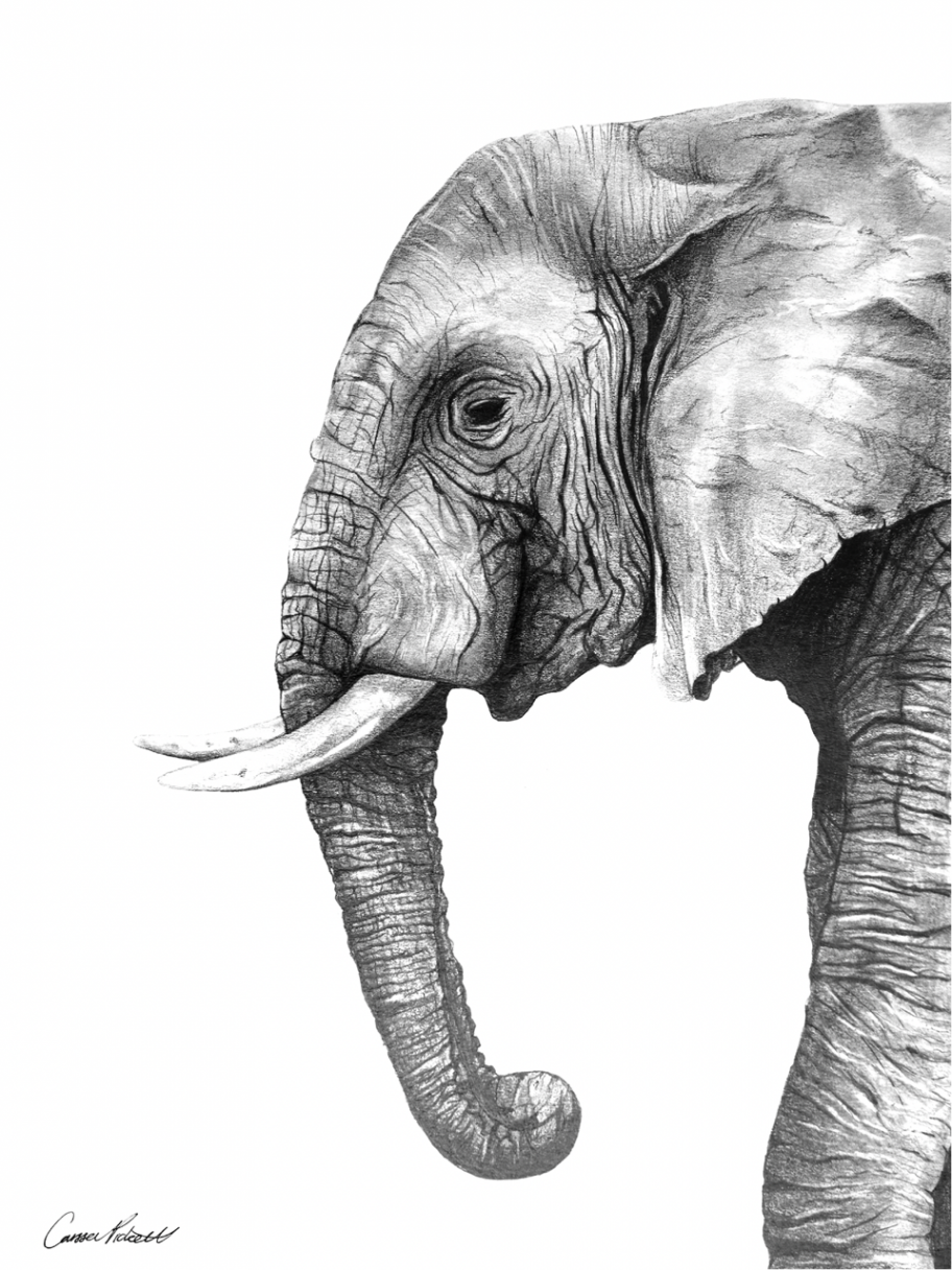 Henry (Elephant) Graphite Pencil Drawing – Husk and Honey