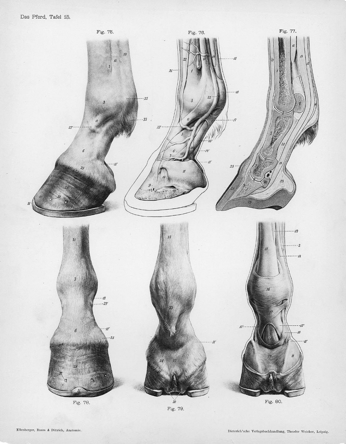 Horse anatomy by Herman Dittrich – lower leg and hoof  Shoestring