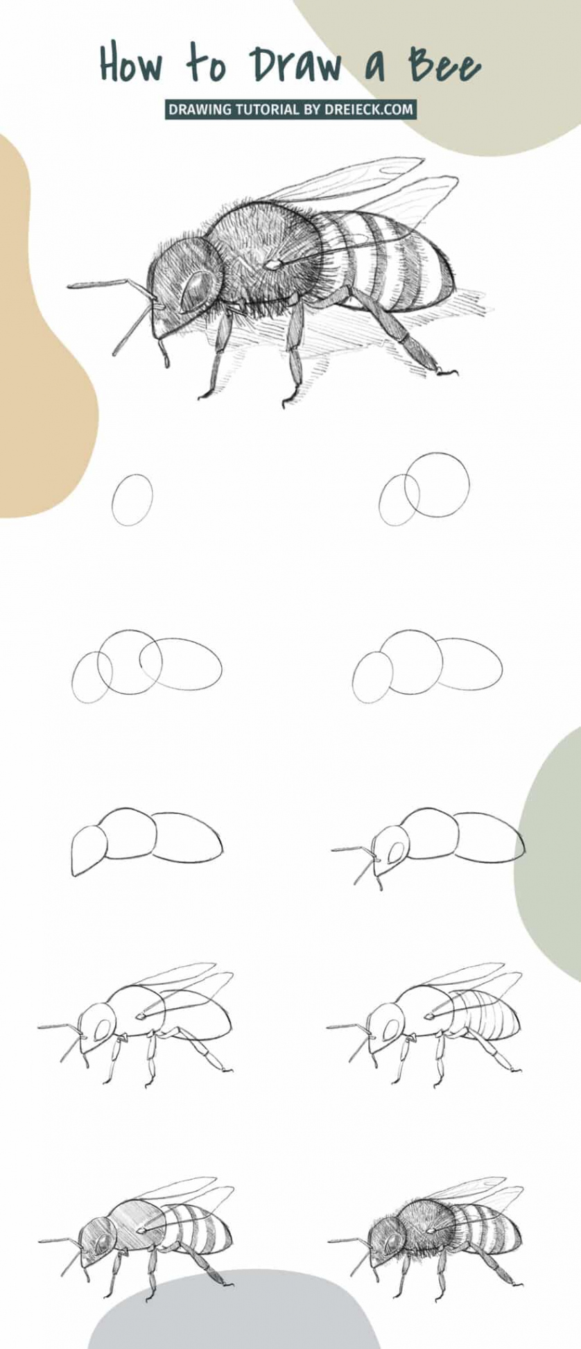 How to Draw a Bee (step by step tutorial) 🐝