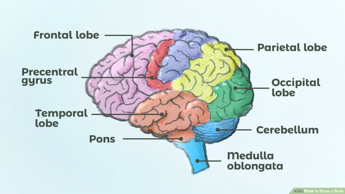 How to Draw a Brain:  Steps (with Pictures) - wikiHow