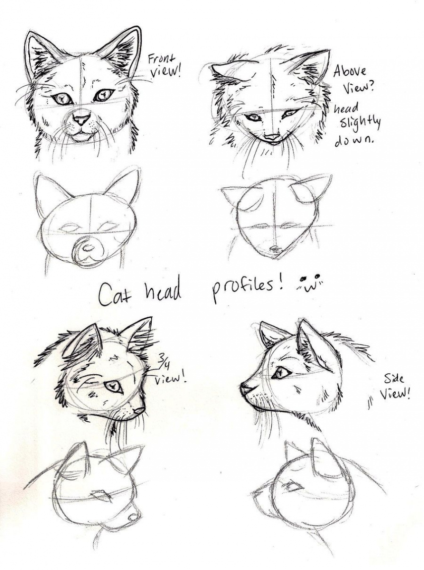 HOW TO DRAW A CAT HEAD SIDE VIEW  Cat drawing tutorial, Side view