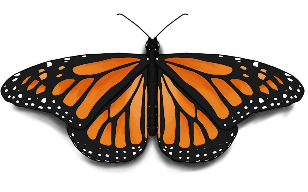 How to Draw a Monarch Butterfly Easily – Learn to Draw Books